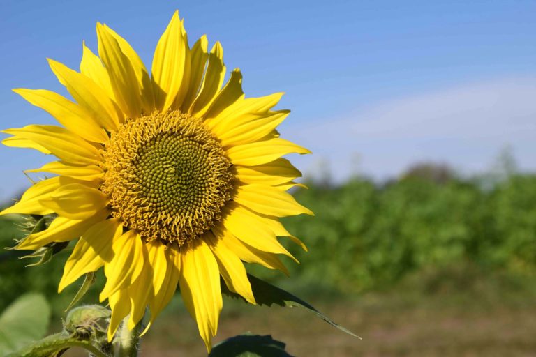 Ucraina, il blocco dei carichi dal Mar Nero paralizza le quotazioni dell’olio di girasole