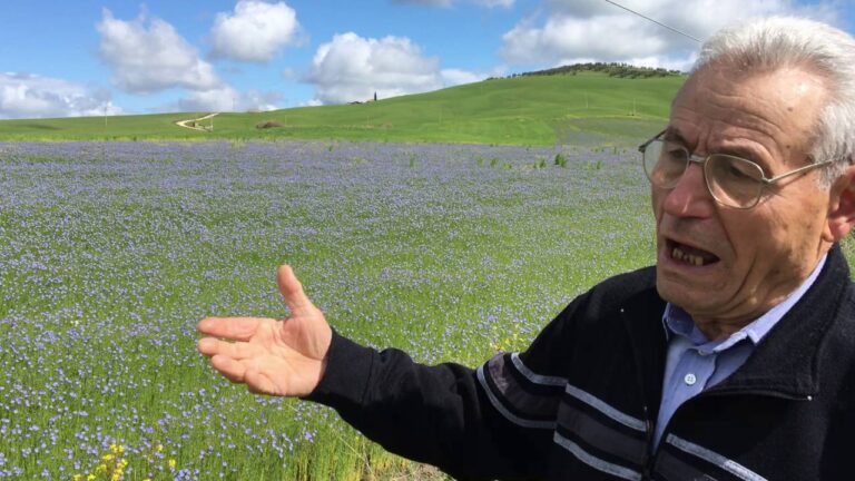 Lo spettacolo dei campi azzurri. In Val d’Orcia si coltiva il lino da seme