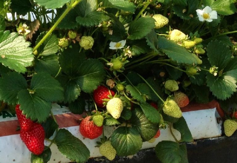 Tutta la bontà della fragola della Versilia