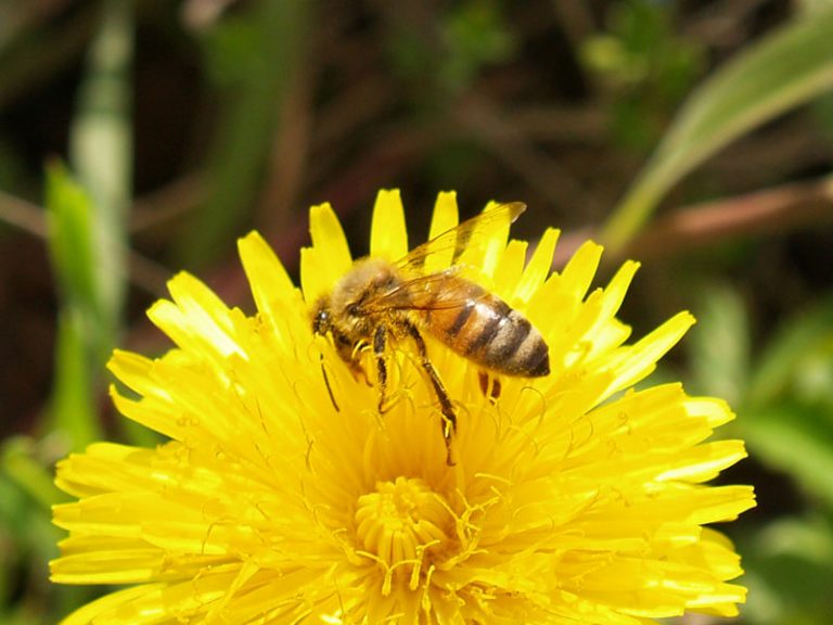 Apicoltura tra biodiversità e sostenibilità. Convegno alla Camera il 21 novembre