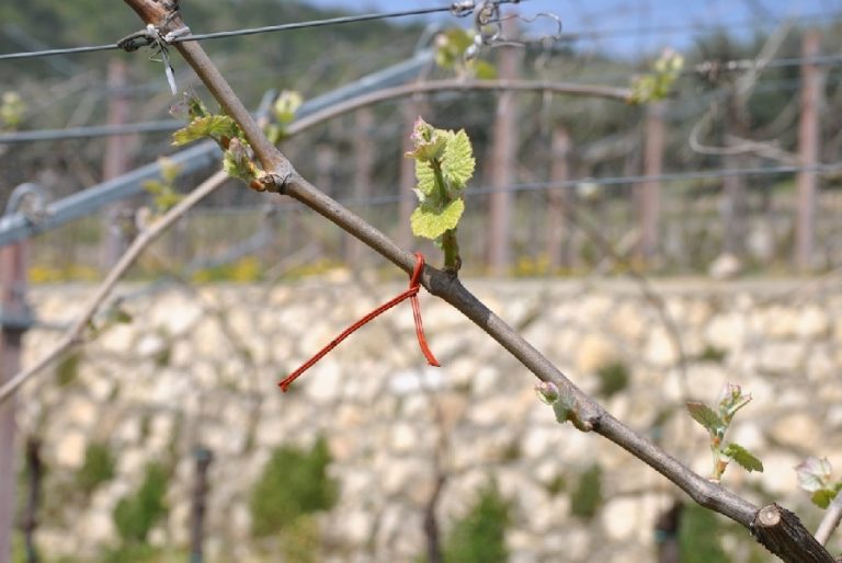 Lezioni di viticoltura sostenibile, in diretta streaming dalla Valpolicella