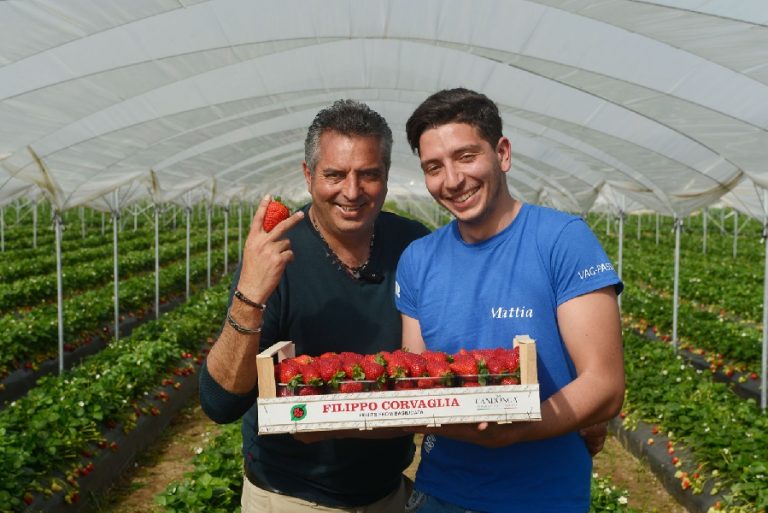 Dalle Dolomiti alla Puglia, la Fragola Candonga conquista i mercati italiani