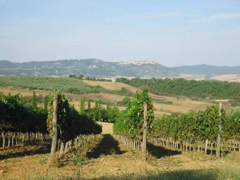 Tour e visite guidate in azienda tra le novità di Fieragricola 2014