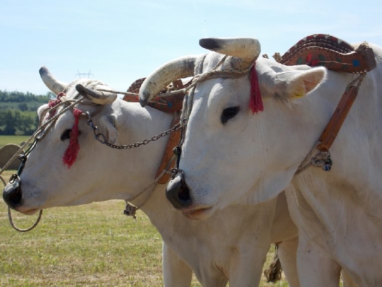 Chianina che passione. Il Gigante Bianco nella Valle d’origine dal 27 maggio