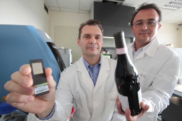 Amarone senza segreti, svelato il Dna della bacca simbolo