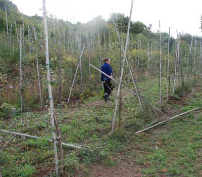 Cinghiali e caprioli spazzano via le mele autoctone della Lunigiana