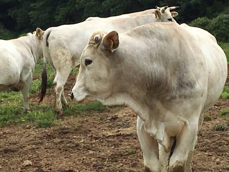 Giappone apre alle importazioni di carni bovine italiane