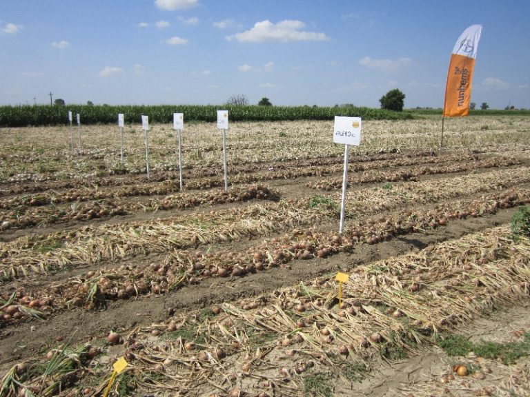 Da Bayer eccellenze varietali e innovazione nella difesa per le cipolle a semina primaverile