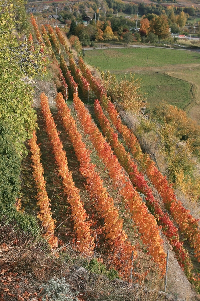 Vendemmia anticipata e di qualità per i vitivinicoltori eroici