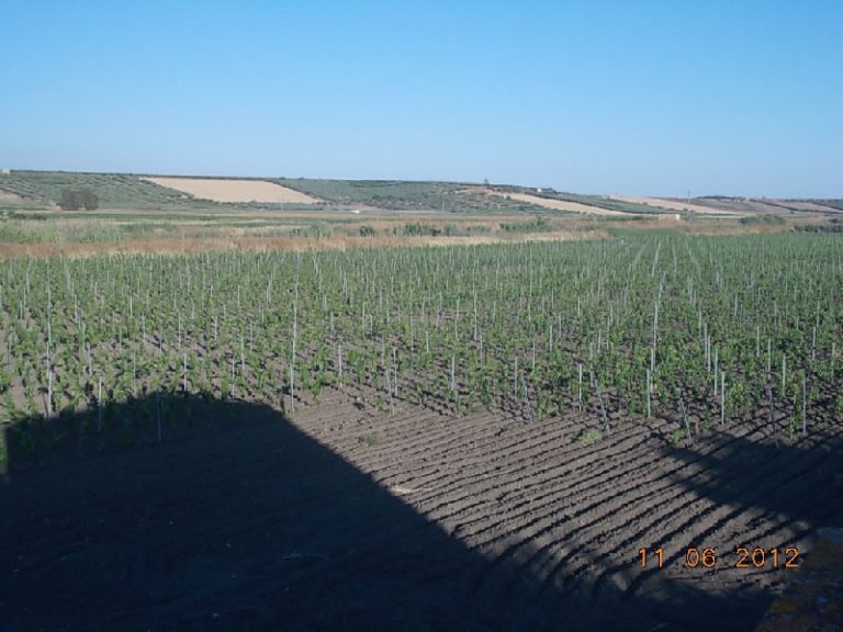 Giovani e agricoltura: ‘La mia è una scelta di vita, per amore per la Sicilia e per il vino’