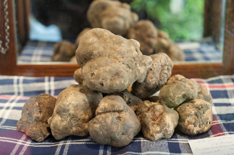 La Toscana vara la nuove legge sul tartufo, ma non lo considera ‘prodotto agricolo’ e apre agli hobbisti