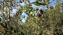 Inchiesta olio: tracciabilità, prezzo e aumento produttiva contro le frodi