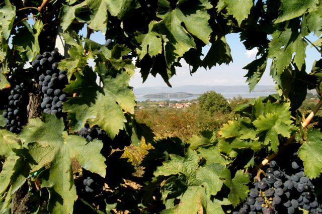 Trasimeno Rosè Festival: con la Festa del Tulipano in Umbria si celebra la doc dal 21 aprile al 1 maggio