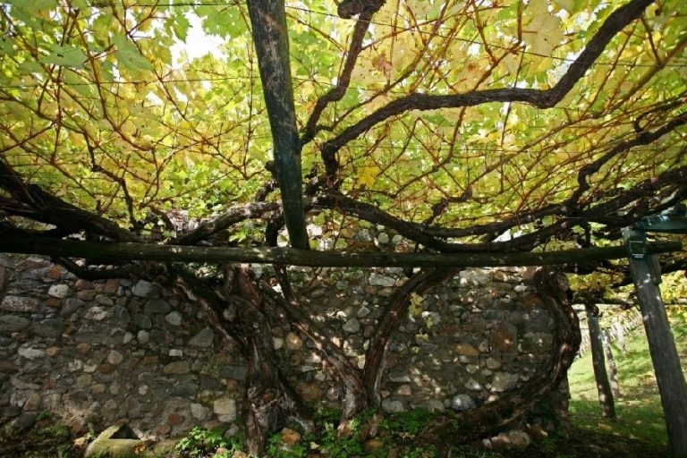 Una tipicissima degustazione ai giardini di Sissi Merano