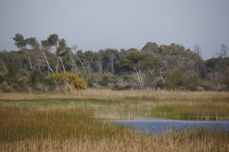 Il paradiso dei birdwatchers è un’oasi Wwf pugliese