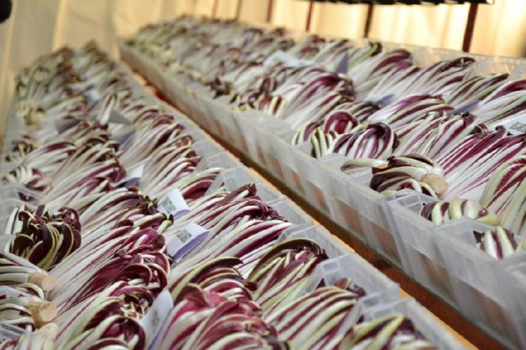 Il Radicchio trevigiano si sposa con il cinghiale toscano, ed è festa del gusto