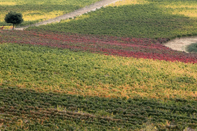 Tre bicchieri Gambero Rosso per il Poggiassai 2010 MPS