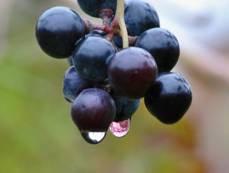 Siccità nel vigneto, il 2012 fa scuola in Valpolicella