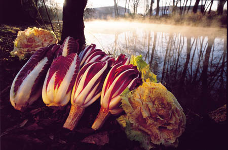 Festival del radicchio ai nastri di partenza