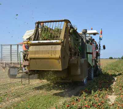 Terremerse e Apofruit: via alla gestione congiunta  di pomodoro e orticole da industria