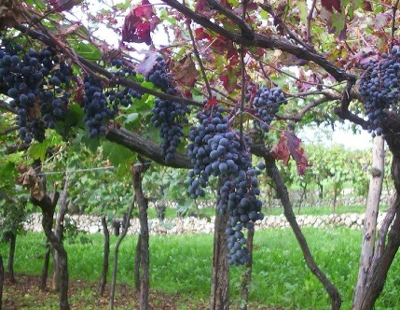 La qualità nel vino biologico. Macchine irroratrici, le nuove norme da conoscere