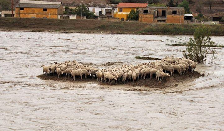 Alluvione Sardegna, subito 16milioni di euro di aiuti diretti