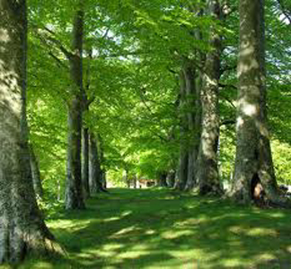 Il ruolo degli agronomi e dei forestali nell’agricoltura moderna