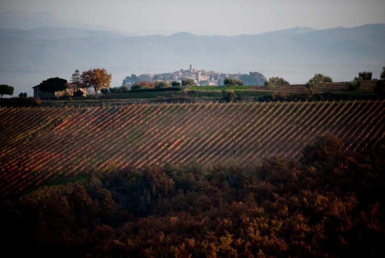 Conti Faina, la vendemmia è notturna con l’enologo Chioccia