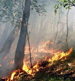 Incendi in diminuzione con la corretta gestione dei boschi