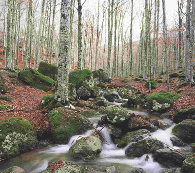 Gli impatti sociali della Gestione forestale sostenibile in 100 Comuni italiani