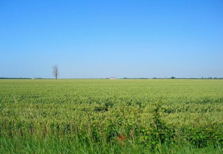 Suolo: risorsa per la vita e risposta alla sfide globali. Oltre il 95% della produzione di cibo dipende dalla sua salute