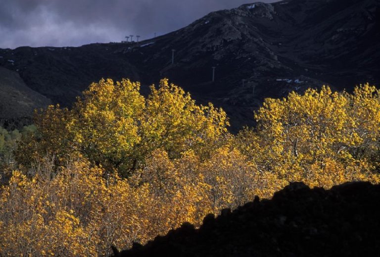 I castagni del Parco dell’Etna sono in pericolo