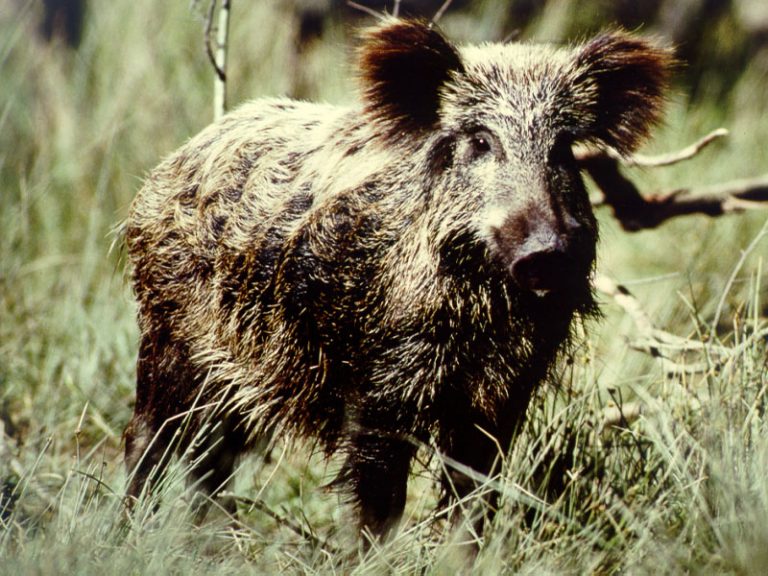 L’Emilia Romagna dimezza i contributi per i danni della fauna