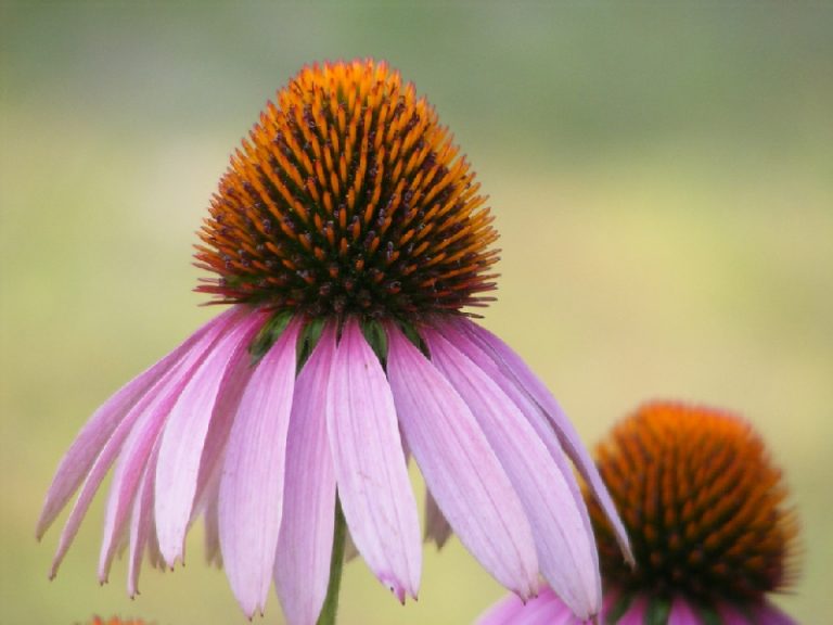 Piante officinali in Italia. Se ne parla a Monza il 6 dicembre