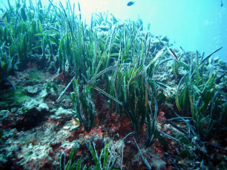 Mediterraneo, biodiversità minacciata dai giacimenti di gas