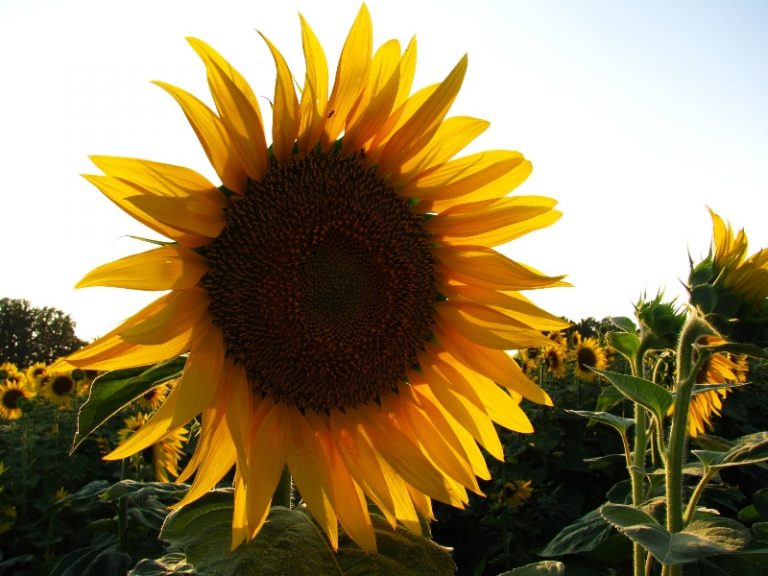 Sempre meno girasoli nelle campagne toscane