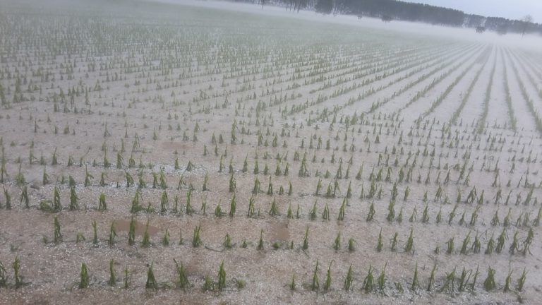 Grandinate in provincia di Siena: chiesto stato di calamità per 700 aziende agricole