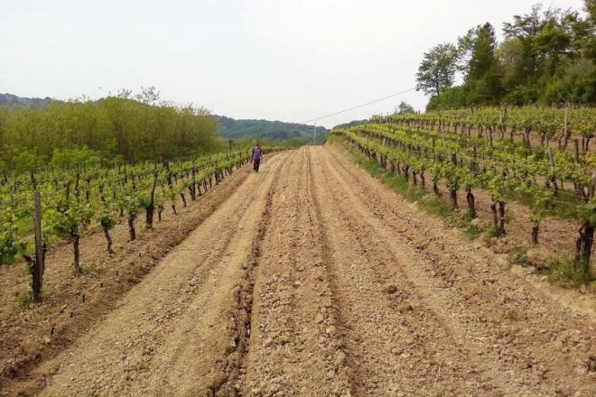 Veneto, un modello per l’Europa sui diritto d’impianto