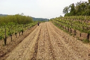 Il vino veneto, una sinfonia fra terra e cielo