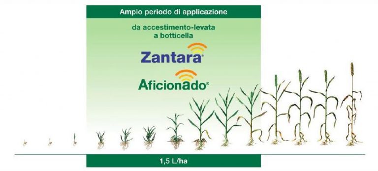 Septoria e ruggini: un nuovo modo di proteggere il raccolto