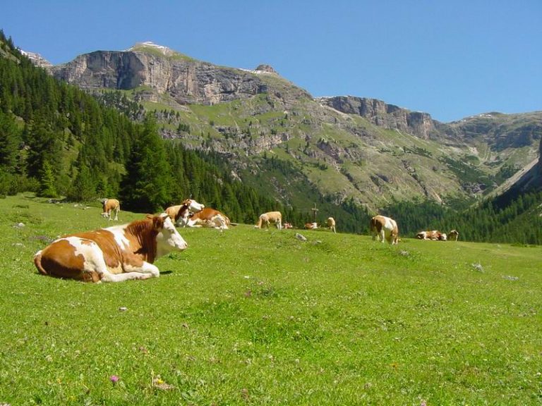 Montagna. Cia: servono più risorse e innovazione con agricoltura centrale