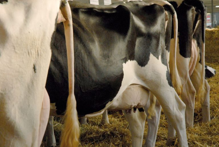 Prima Asta di bovine nate e allevate nel Comprensorio del Parmigiano Reggiano