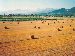 Evoluzione del paesaggio agricolo toscano, a Firenze il 16 febbraio