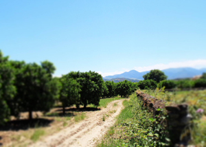 Al via le adozioni degli alberi Biorfarm. L’agricoltura a portata di click