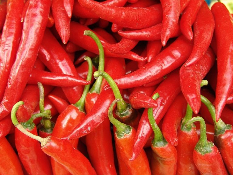 Peperoncino, strategie di rilancio per la filiera