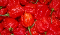 Peperoncino Day, ad agosto a Viareggio