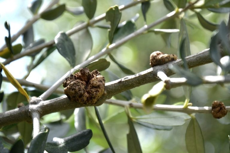 Il benessere degli olivi anche dopo la raccolta