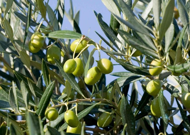 Xylella, il Consiglio di Stato conferma lo stop a Piano interventi