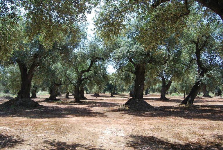 Olivicoltura. Contro la Xylella già pronti 30 mila semenzali spontanei a protezione dalla pandemia degli ulivi in Puglia