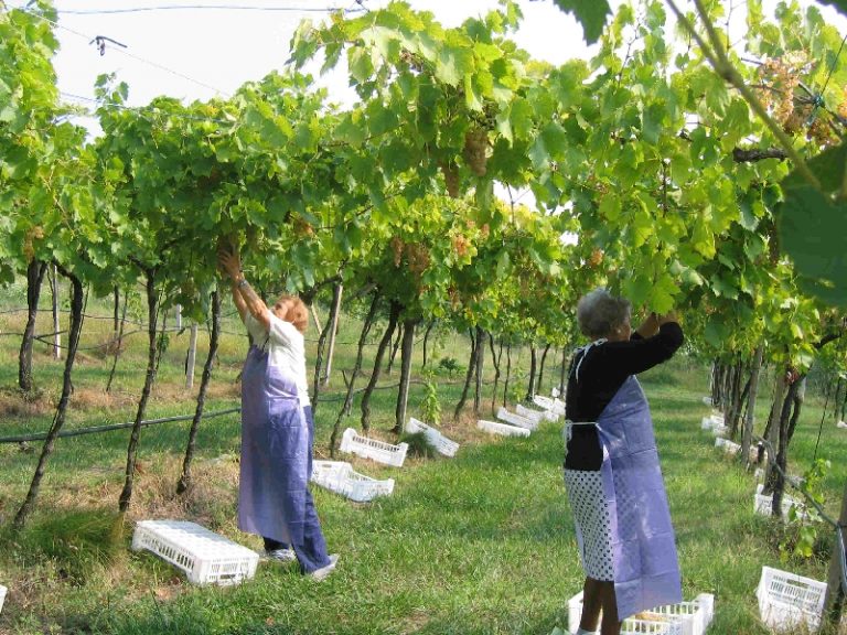 Bardolino, vendemmia al via all’insegna della sostenibilità